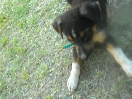t kieroo muchoo esta cachorrita la encntre tirada en la calle pero gracias a dios la encontre y aora esta conmigo :) t kieroo muchoo esta cachorrita la encntre tirada en la calle pero gracias a dios la encontre y aora esta conmigo :)